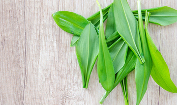 Wild garlic, the miracle herb Detox-Wunderkraut Bärlauch