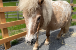 Tessa-Pony-Swiss-Holiday-Park.png