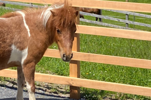 Nina-Pony-Swiss-Holiday-Park.png