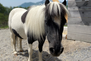 Terafina-Pony-Swiss-Holiday-Park.png